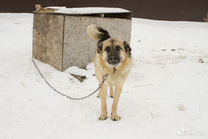 Собака улыбака-охраняка Леся