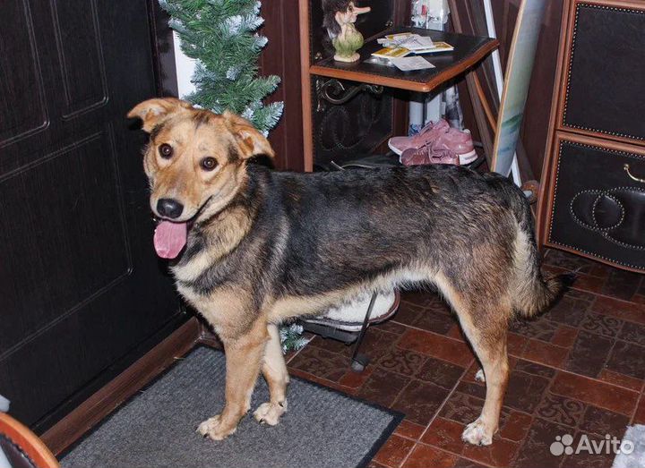 Собака в добрые руки