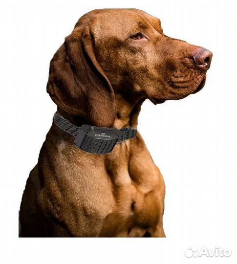 Электронный ошейник для собак