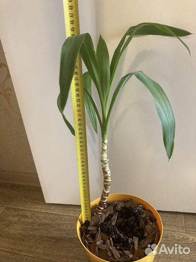 Пальма юкка