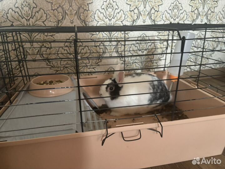 Декоративные кролики