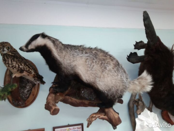 Барсук, чучело, таксидермия