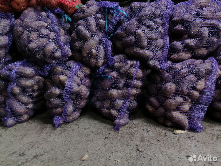 Картофель домашний