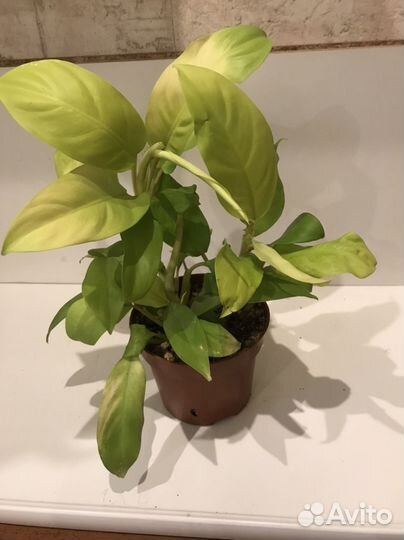 Филодендрон малай голд