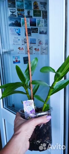 Орхидея Дендробиум Нобиле