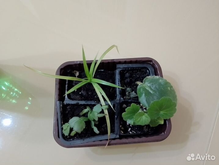 Комнатные растения