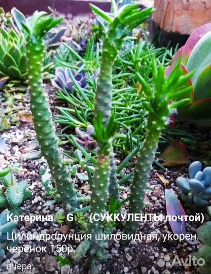 Суккуленты и кактусы