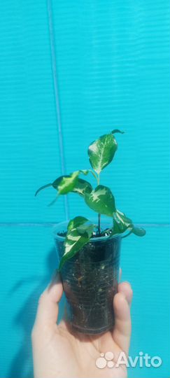 Фикус керли