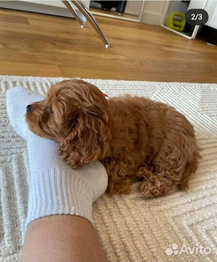 Неотразимая ф1 мальтипу