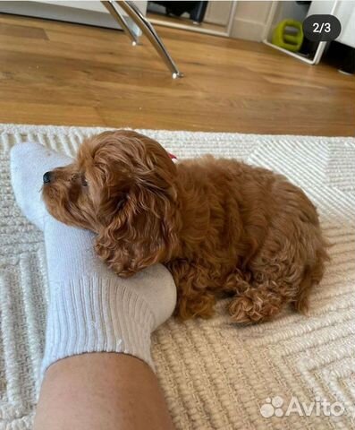 Неотразимая ф1 мальтипу