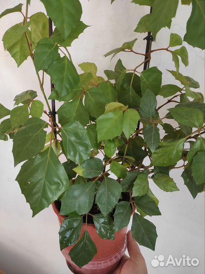 Циссус ромболистный