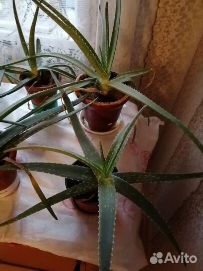 Алоэ лечебное