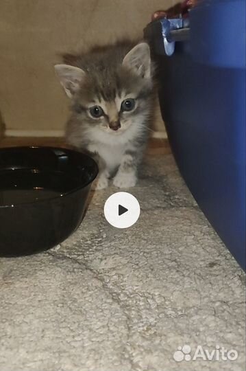 Котёнок ищет дом