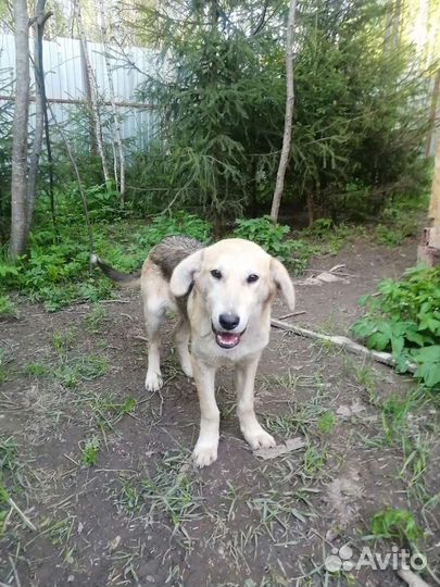 Марточка 5 мес ищет дом