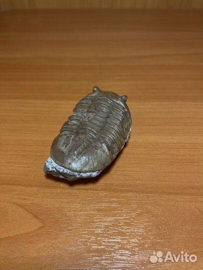 Трилобит Asaphus lepidurus