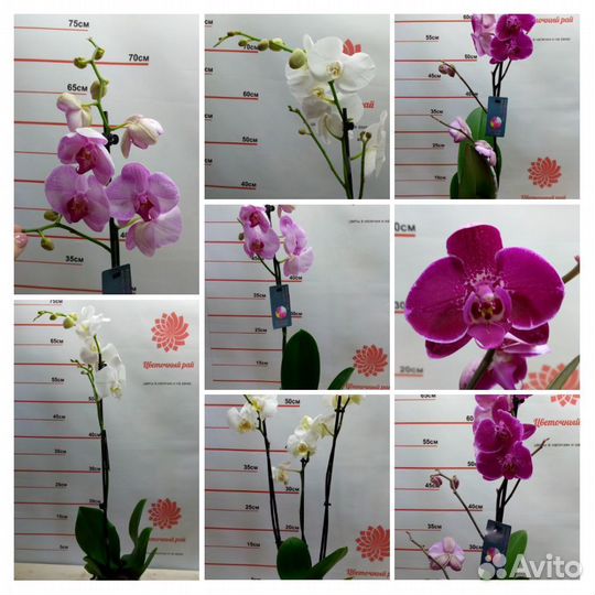 Комнатные растения в ассортименте