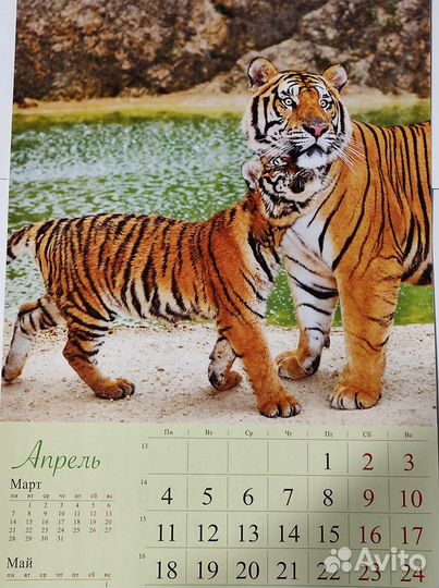 Настенный календарь тигры 2022-2023