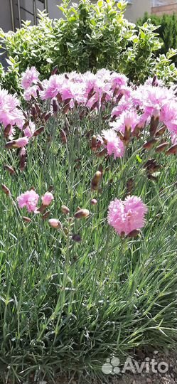 Гвоздика садовая махровая