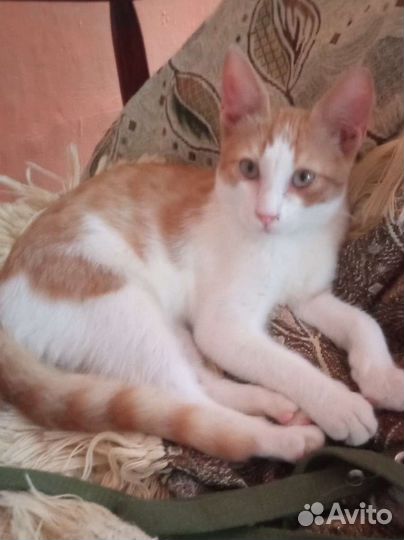 Котенок рыжий мальчик в дар добрые руки