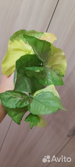 Сингониум орм тонг