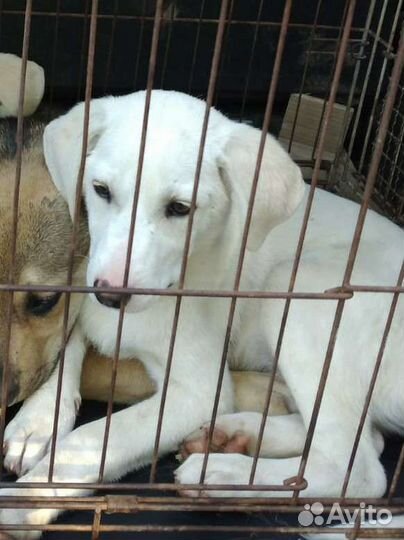 Спасите щенков из отлова