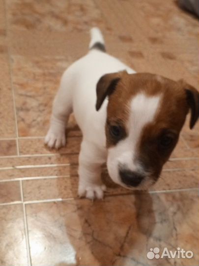 Щенки джек рассел терьер