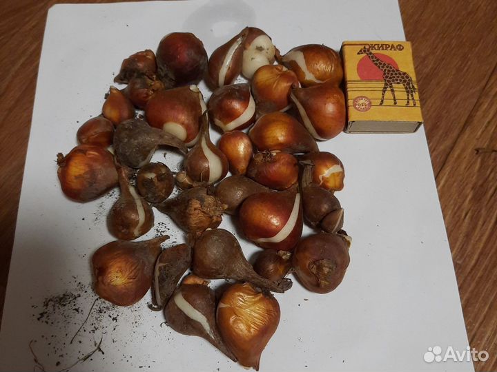 Луковицы тюльпанов