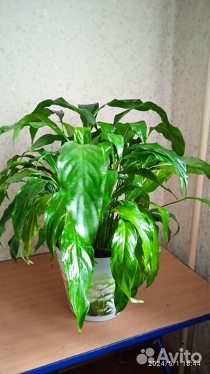 Спатифиллум