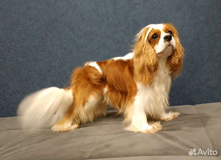 Девочка Кавалер Кинг Чарльз спаниель