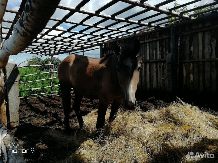 Лошадь полтарашка