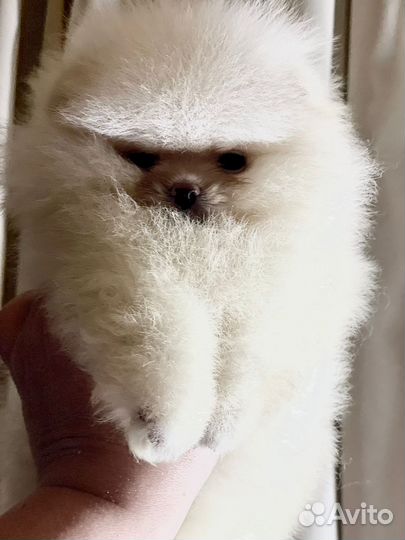 Микро мальчик и девочка померанского шпица