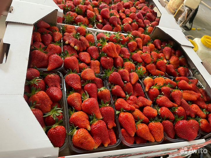 Свежая Клубника из Краснодара оптом от50кг Иркутск