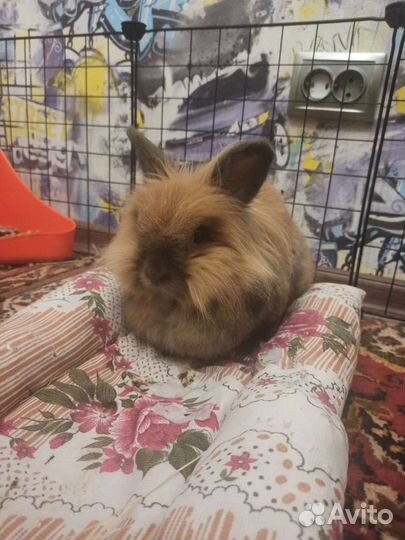 Передержка грызунов