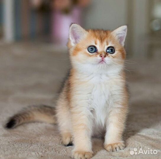 Кошечка золотая шиншилла