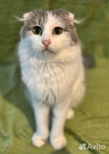 Прекрасные котята ищут дом