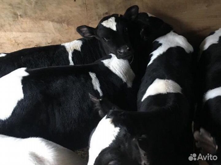 Бычки и телята