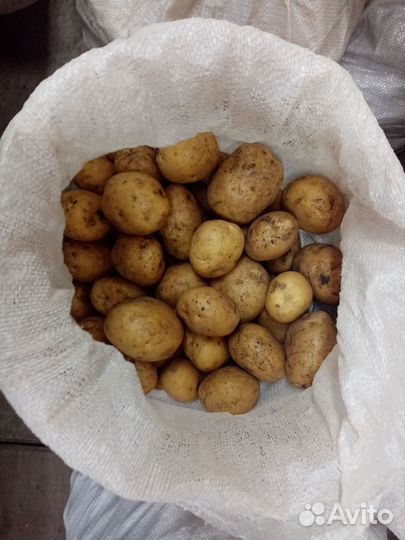Продам картофель домашний