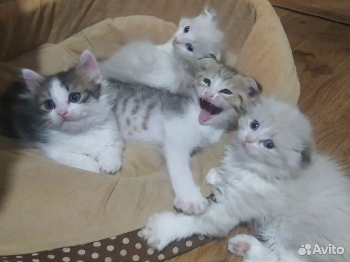 Шотландские котята