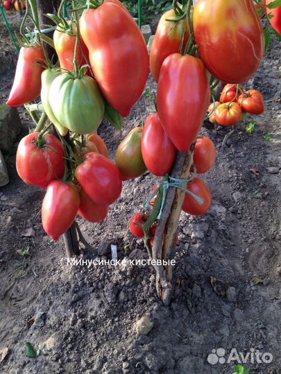 Семена Минусинских томатов