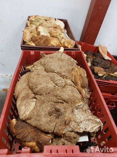 Хлеб на корм животным