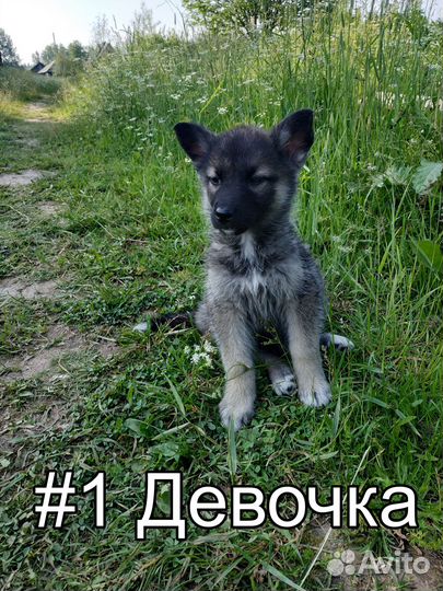 Щенки западно- сибирской лайки