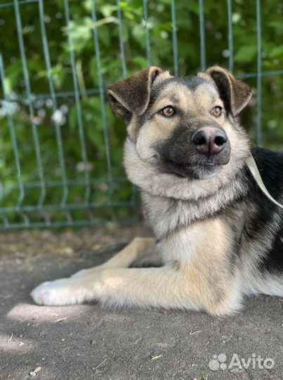 Камилла робкая и нежная собака из приюта