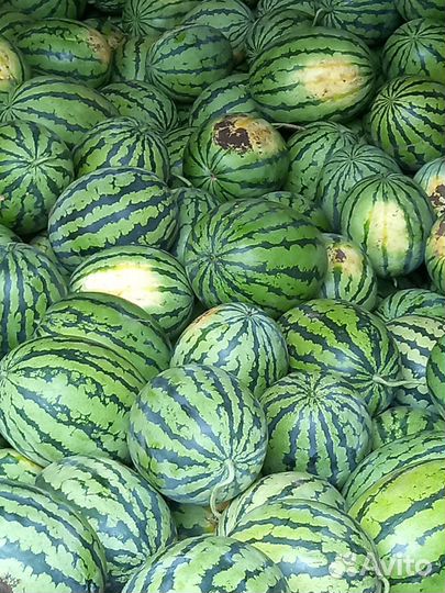 Арбуз бедуин