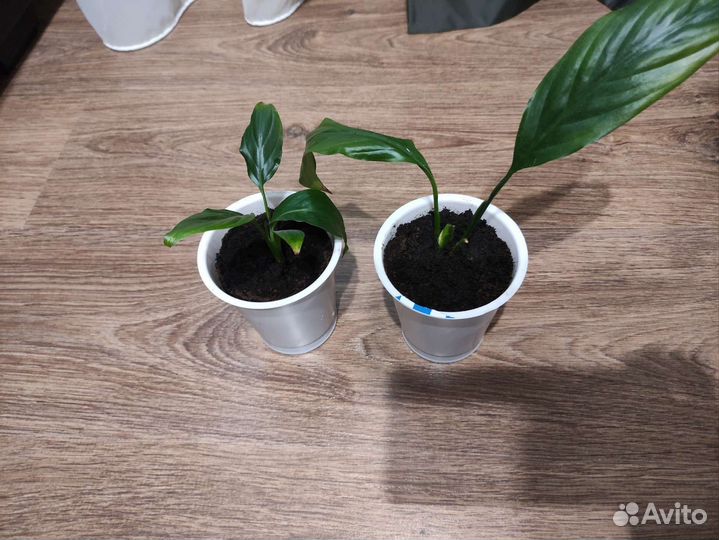 Спатифиллум женское счастье