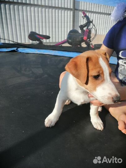 Щенки джек Рассел терьер