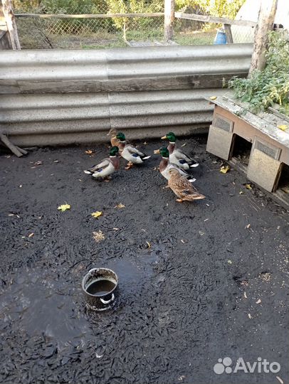 Подсадные утки для охоты