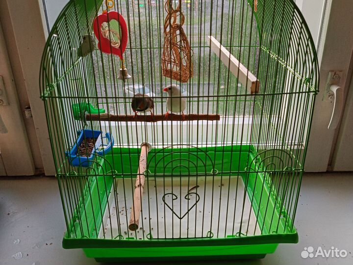 Амадины зебровые-семья