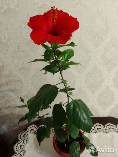 Фикус Бенджамина, Диффенбахия