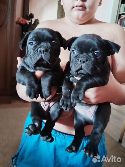 Девочки француженки