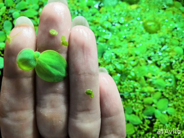 Аквариумные растения